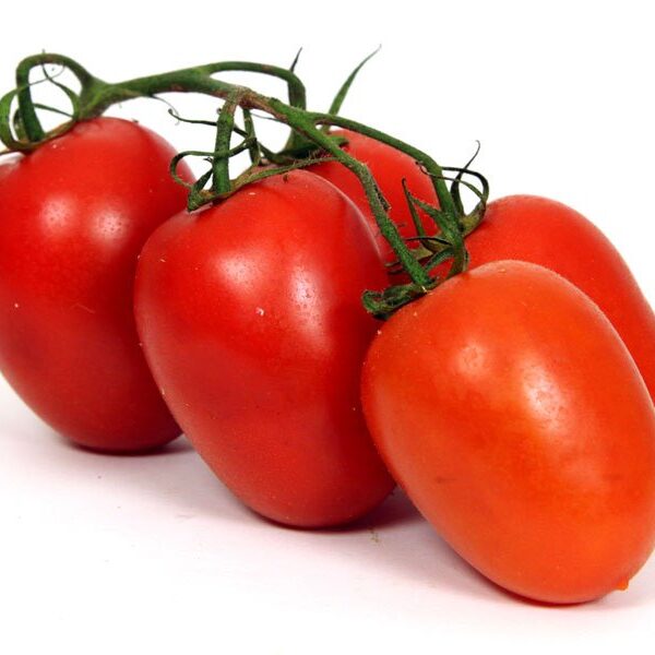 TOMATE ALLONGÉE