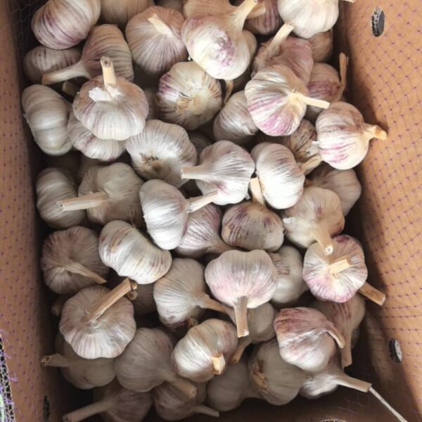 Carton Ail 10Kg